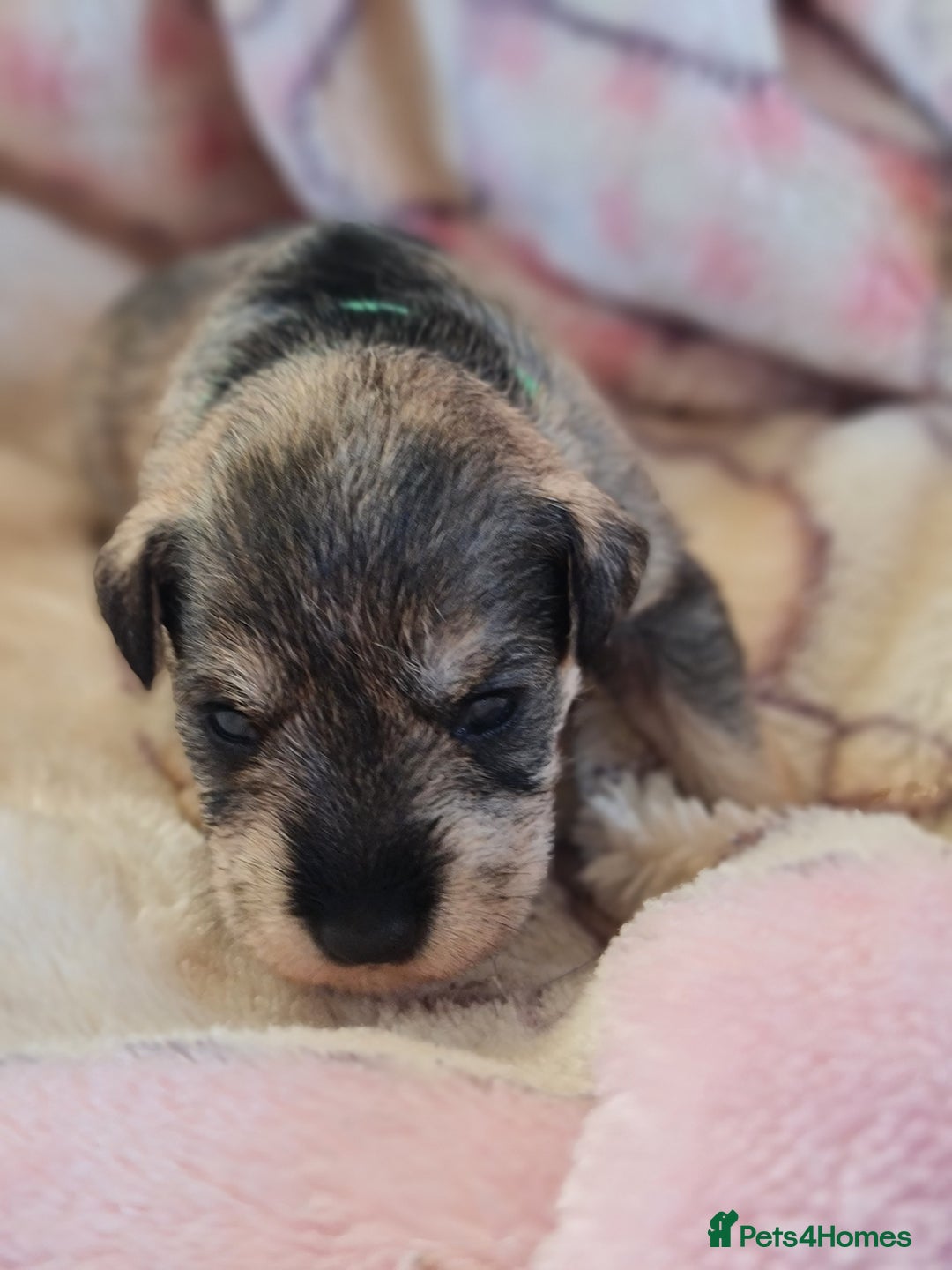 Miniature Schnauzer dogs for sale: Beautiful KC Reg. Miniature Schnauzer Puppies - Advert 11