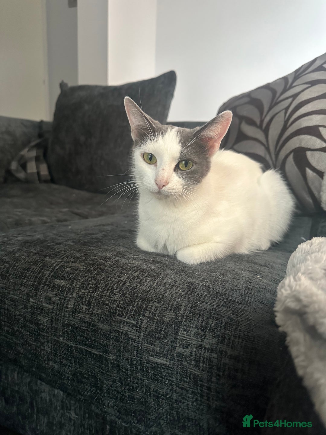 American Shorthair cats for sale: Kittens for sale  - Image 12