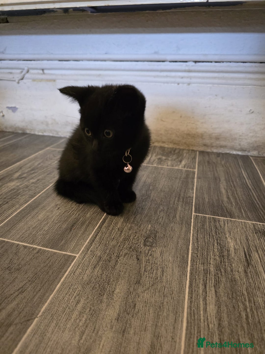 British Shorthair cats for sale: Adorable British kittens. Ready for new home. - Image 14