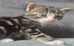 British Longhair cats for sale: Long haired kittens looking for 5* homes - Image 14