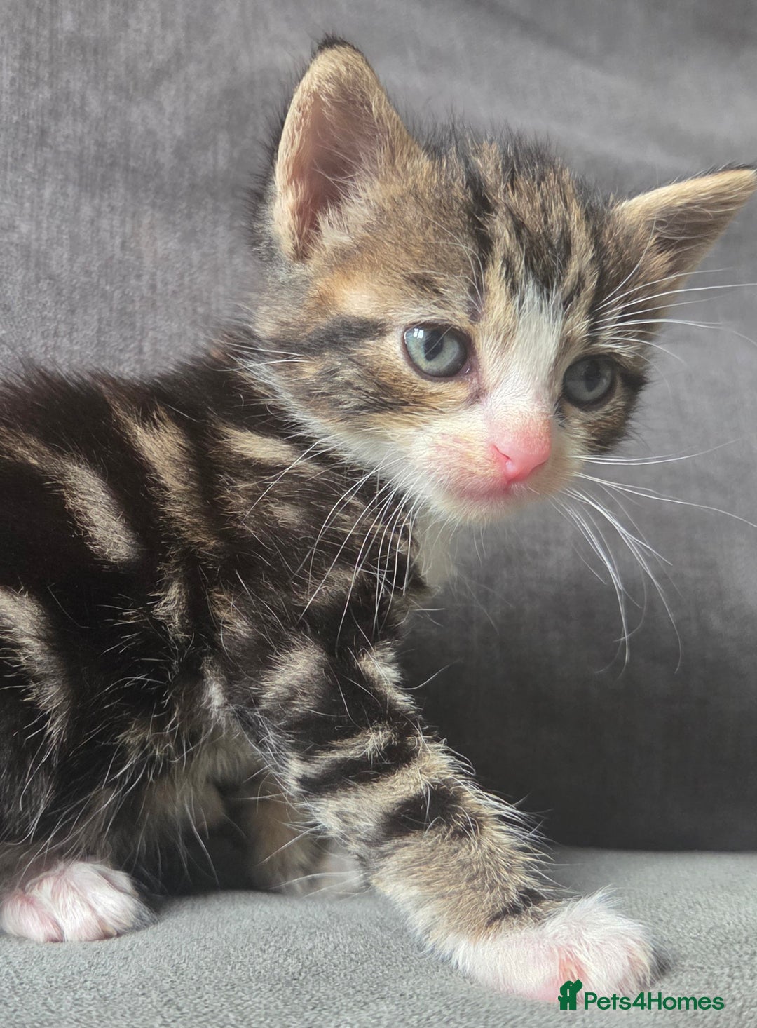British Longhair cats for sale: Long haired kittens looking for 5* homes - Image 14
