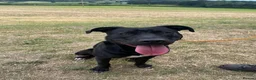 Staffordshire Bull Terrier dogs for adoption: Norman - Advert 1
