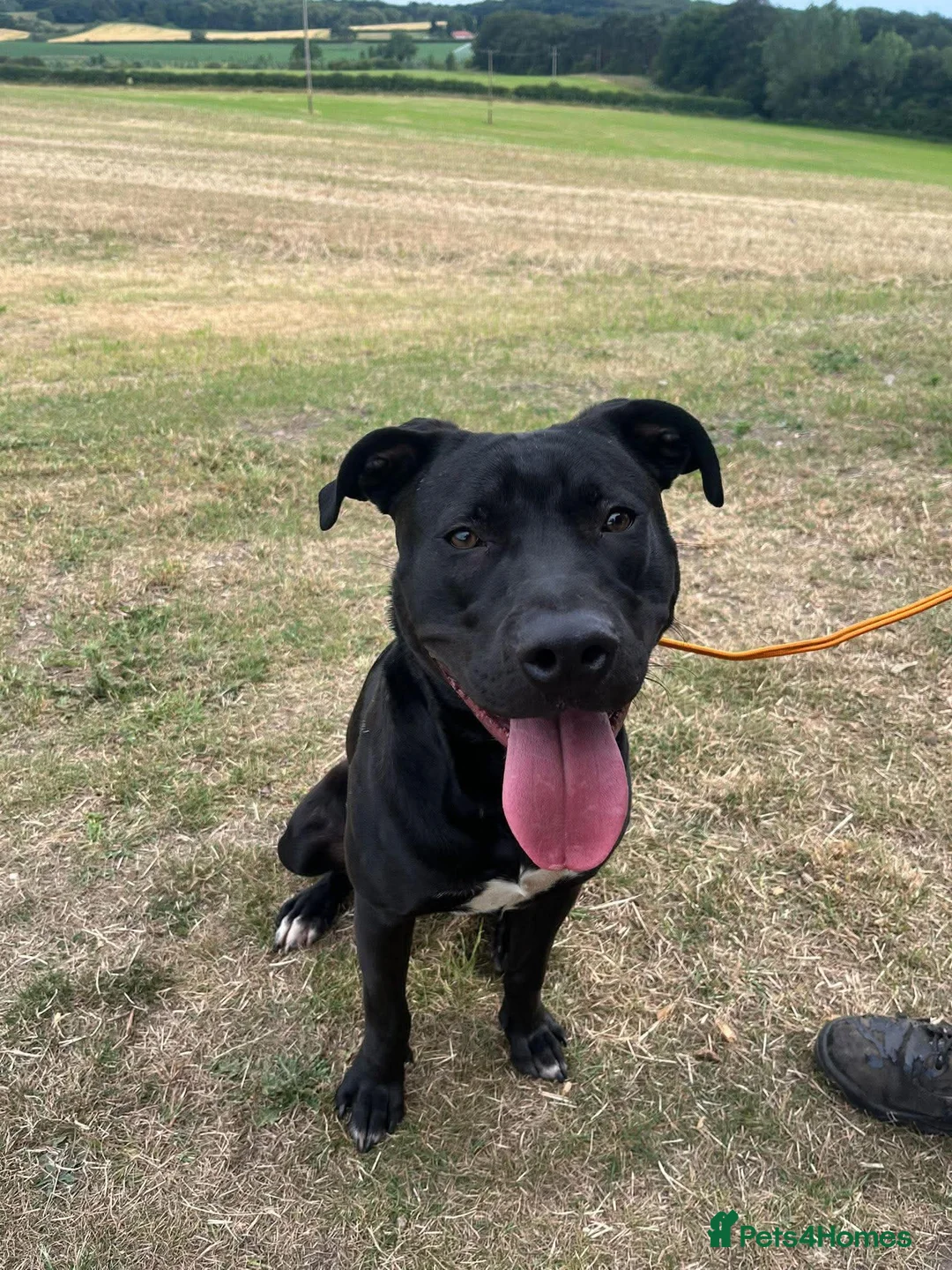 Staffordshire Bull Terrier dogs for adoption: Norman - Advert 1