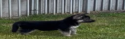 German Shepherd dogs for sale: Big beautiful German Shepherd Puppies  - Advert 1