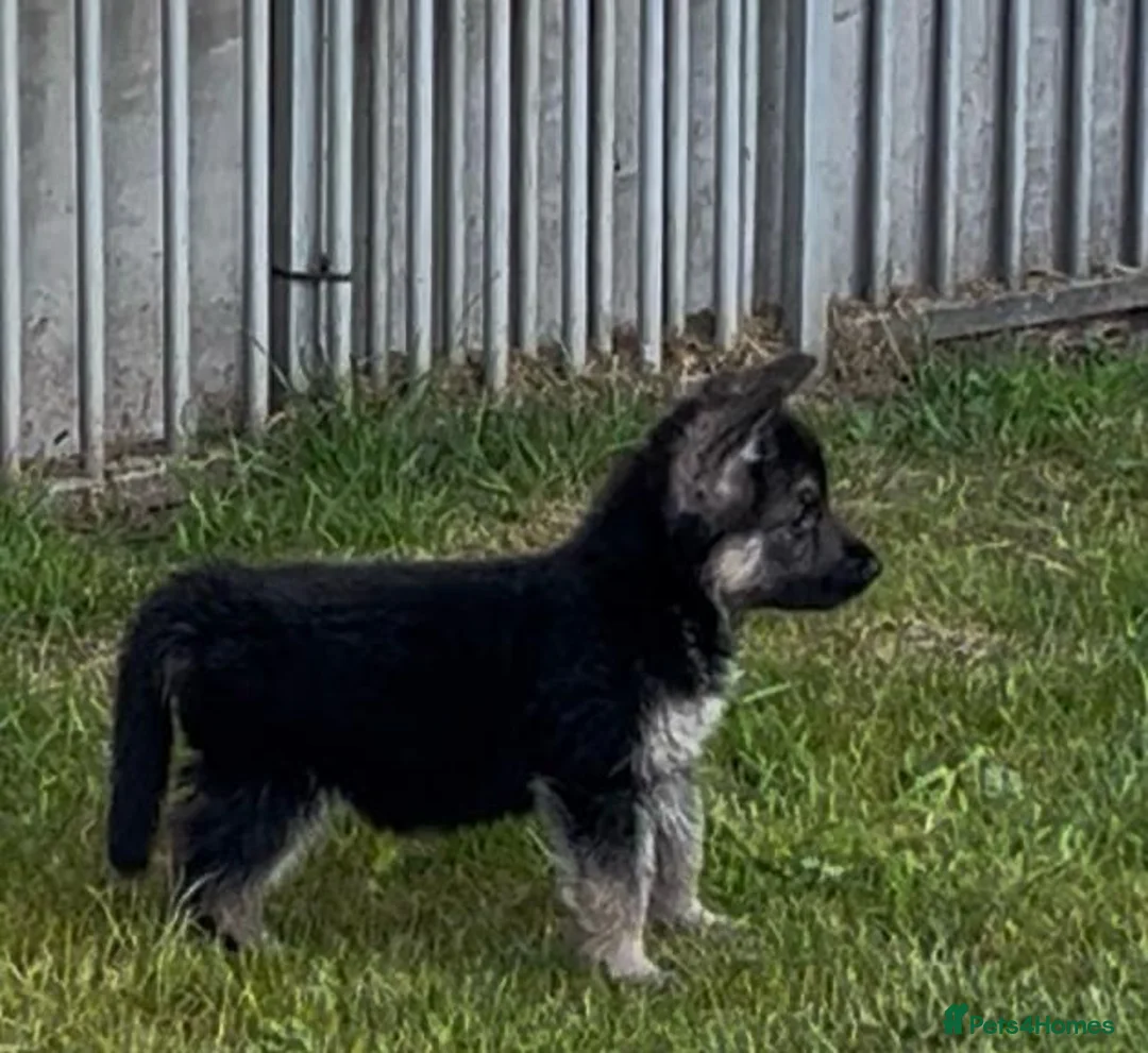German Shepherd dogs for sale: Big beautiful German Shepherd Puppies  - Advert 1