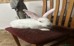 Continental Giant rabbits for sale: Baby continental giants for sale. REW left only - Advert 4