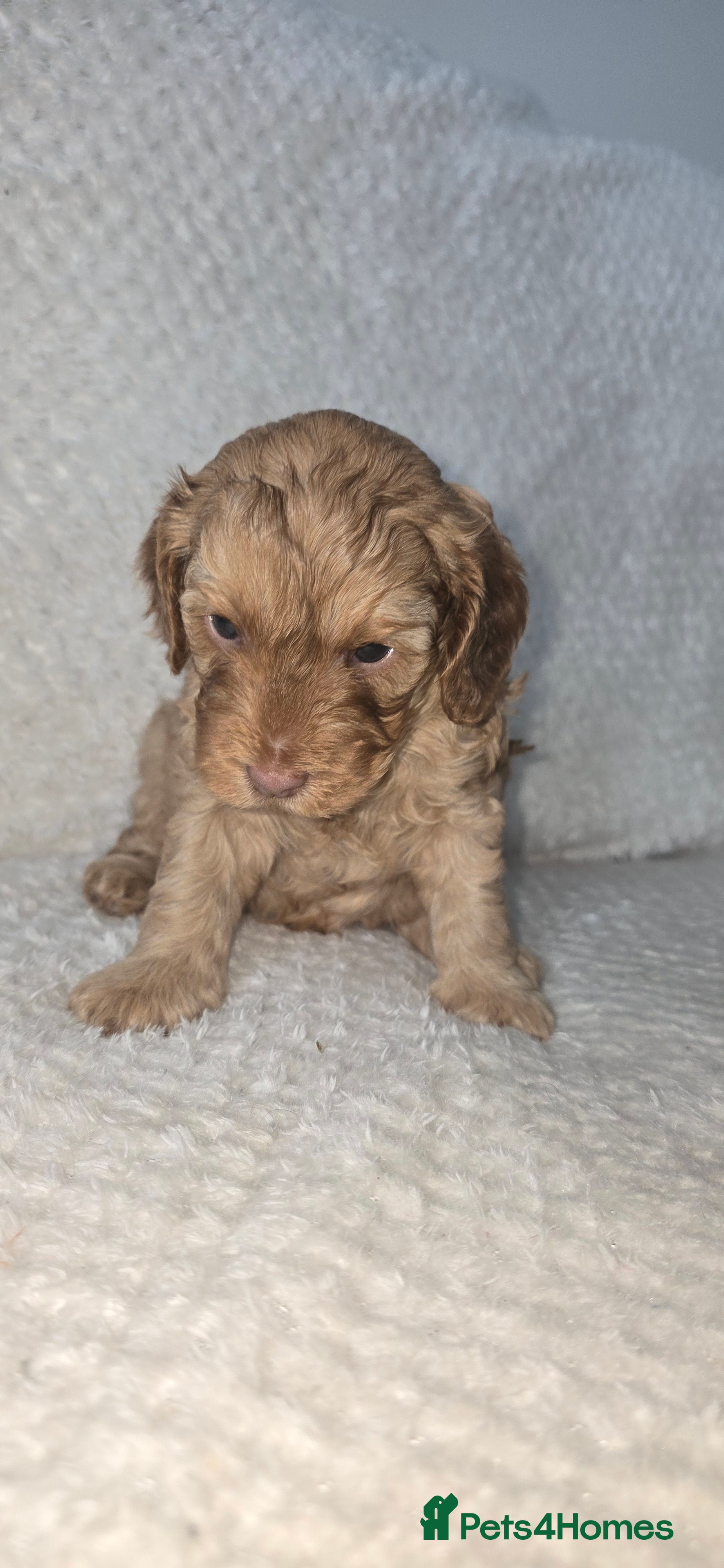Cockapoo dogs ONLY 1 little boy left to find his forever family - Advert 4