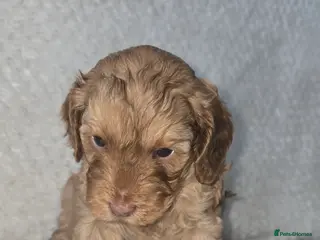 Cockapoo dogs ONLY 1 little boy left to find his forever family - Advert 4