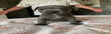 Kiki