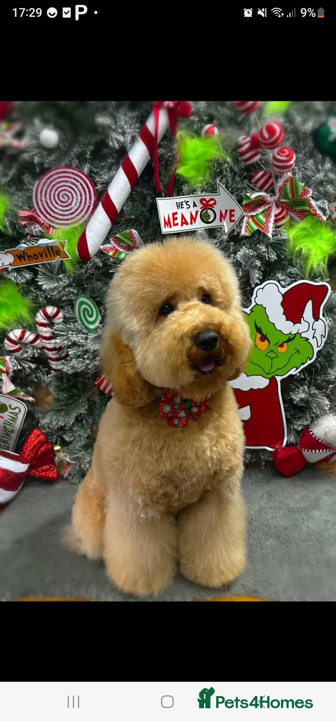 Cavapoo dogs for sale: Beautiful Female Cavapoo - Advert 4