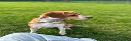 Beagle dogs for sale: Beautiful beagle  - Advert 2