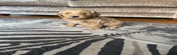 Goldendoodle dogs for sale: Outstanding Goldendoodles - Advert 20