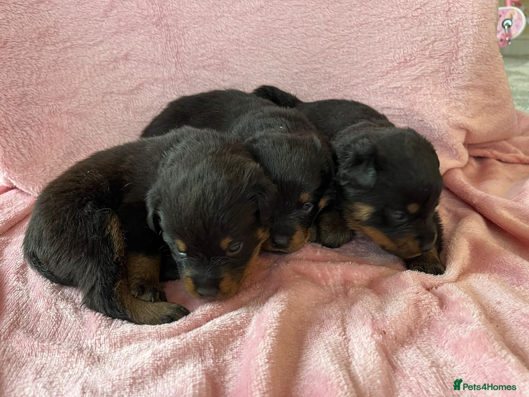 Rottweiler dogs for sale: 🤎🖤🦍 KC REGISTERED 5 ⭐️ BREEDER - Advert 13