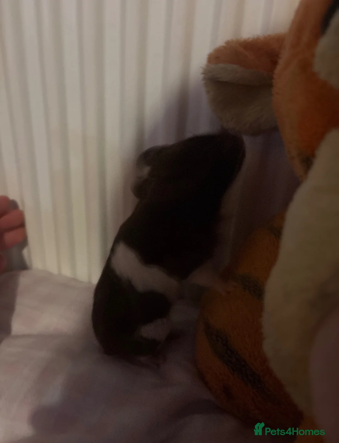 Hamster rodents for sale: banded brown and white syrian hamster  in Swansea - Advert 1