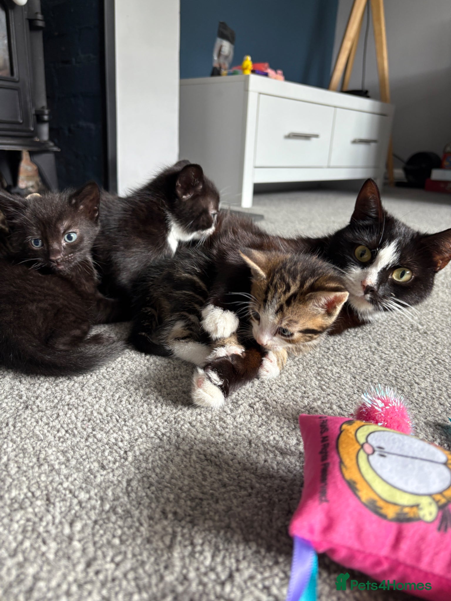 Mixed Breed cats Kitten for sale  - Advert 1