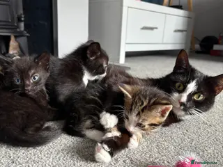 Mixed Breed cats Kitten for sale - Advert 1