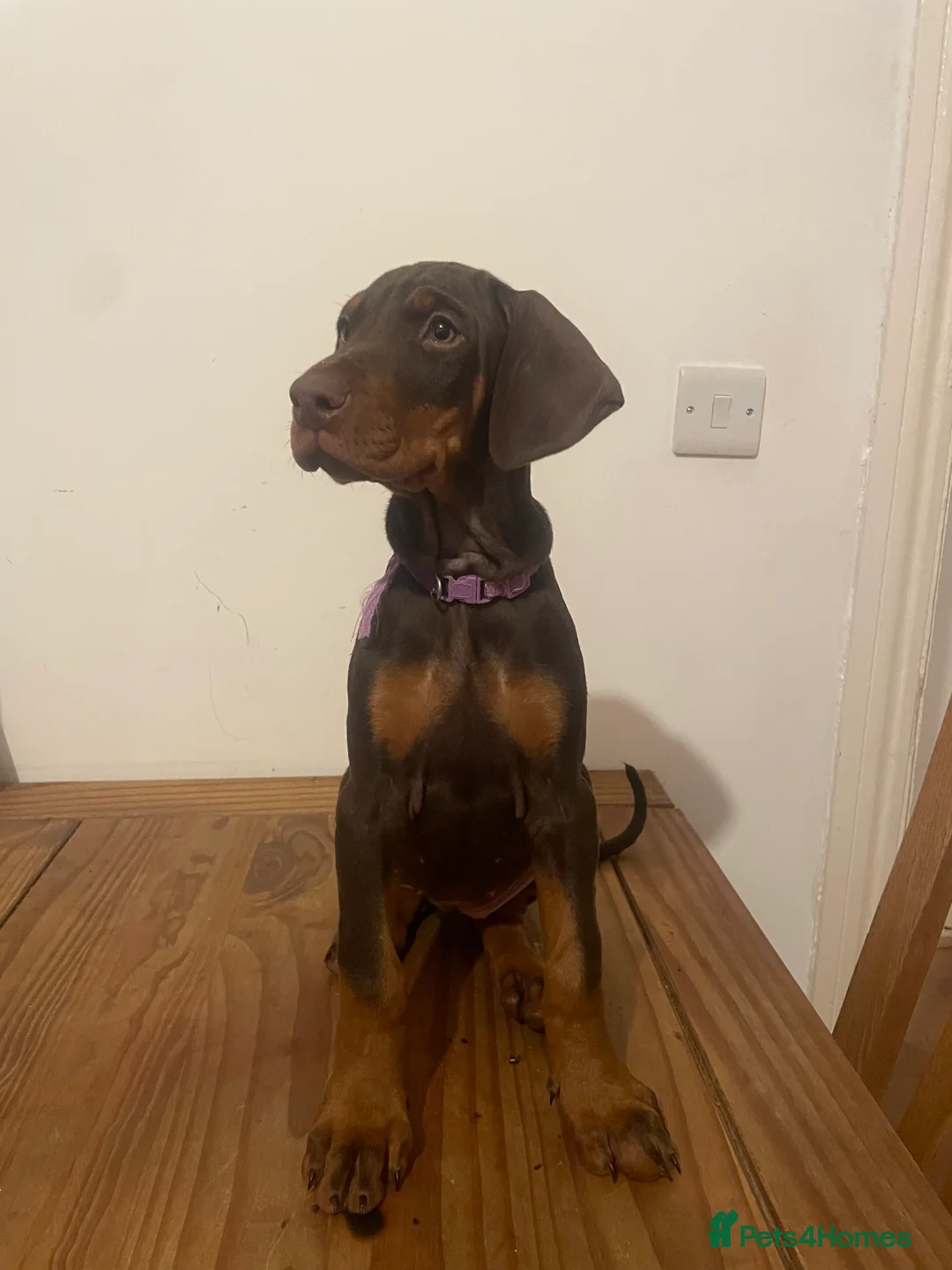 Dobermann dogs for sale: dobermann pinscher - Advert 2