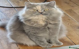 British Longhair cats for sale: british shorthair and shorthair males - Image 19