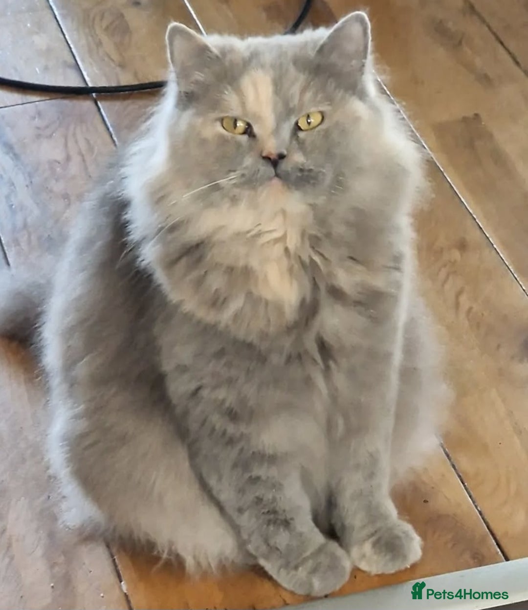 British Longhair cats for sale: british shorthair and shorthair males - Image 19