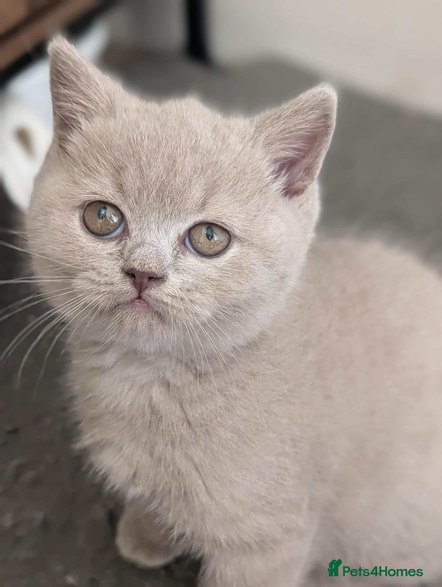 British Shorthair cats British shorthair lilac female kitten  - Advert 6