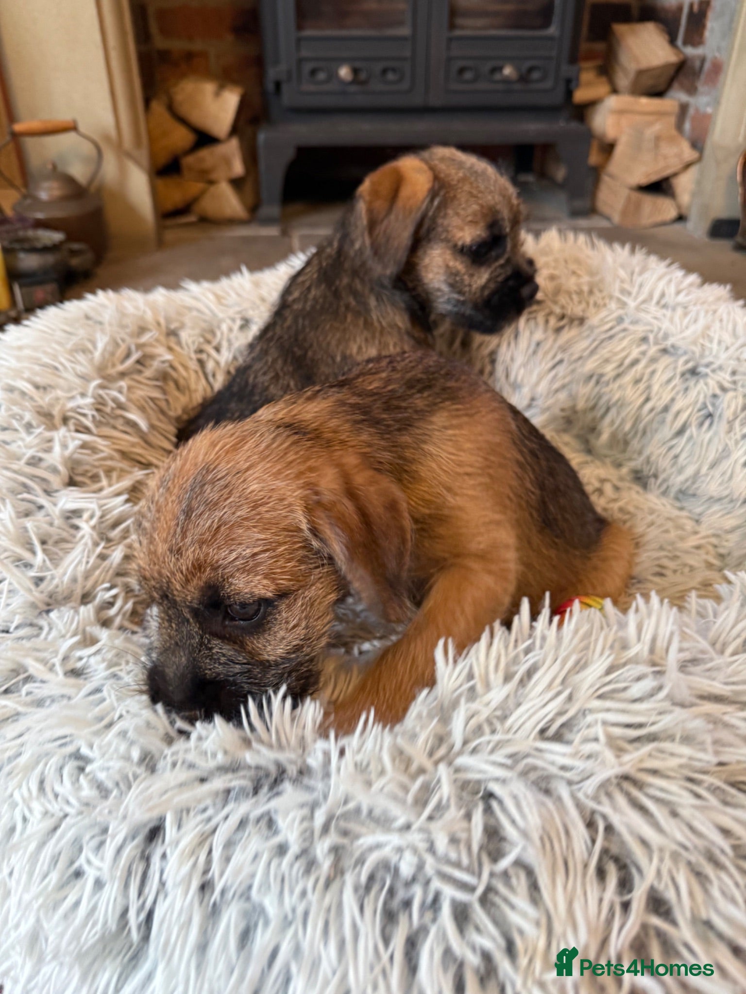 Border Terrier dogs KC Border Terriers  - Advert 2