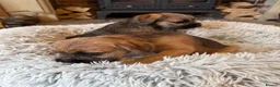 Border Terrier dogs for sale: KC Border Terriers  in Doncaster - Advert 2