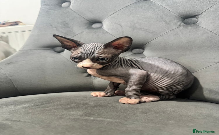 Sphynx cats - Advert 1
