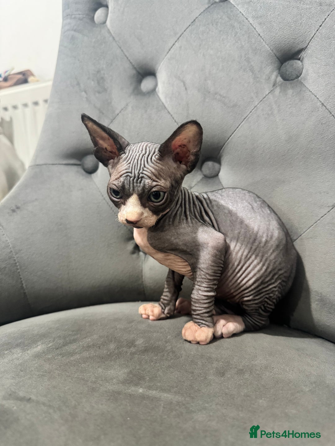 Sphynx cats for sale: ✨ 3 Beautiful Sphynx Kittens – 2 Boys & 1 Girl ✨ - Image 1