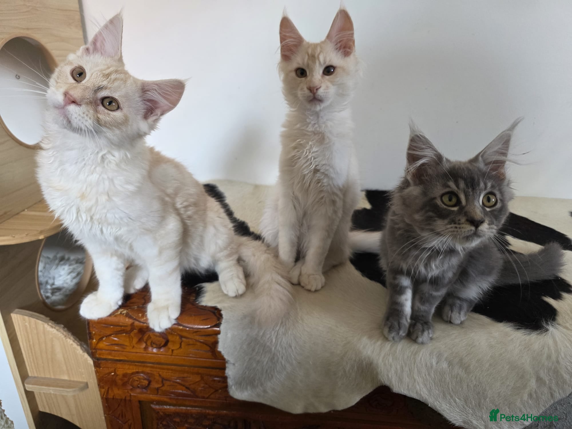 Maine Coon cats Three beautiful Maine Coon kittens - Advert 1