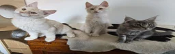 Maine Coon cats for sale: Three beautiful Maine Coon kittens - Advert 1