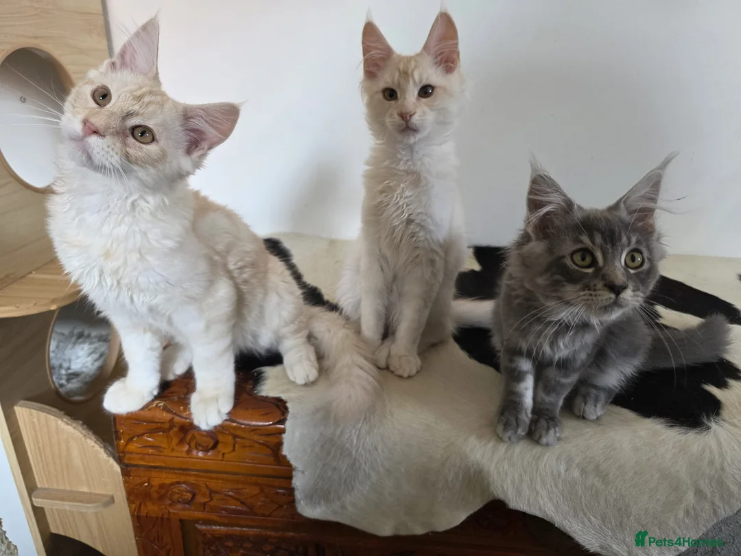 Maine Coon cats for sale: Three beautiful Maine Coon kittens - Advert 1