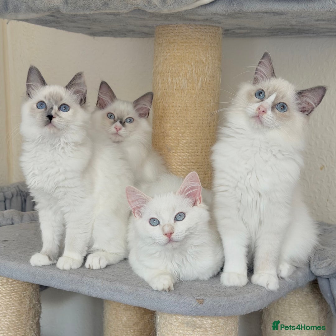 Ragdoll cats for sale: Gentle, Cuddly, Affectionate, Playful Kittens - Image 4