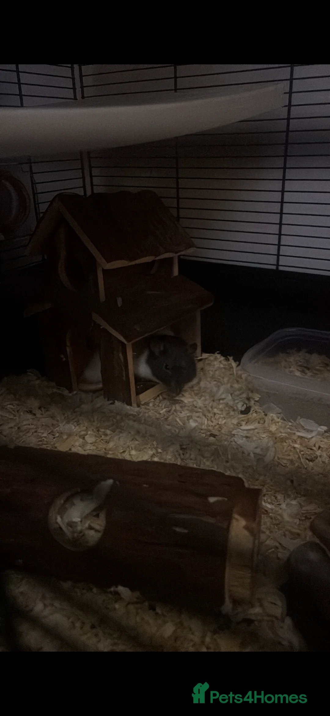 Rat rodents for sale: Gary & Nico Rats in Wokingham - Advert 5