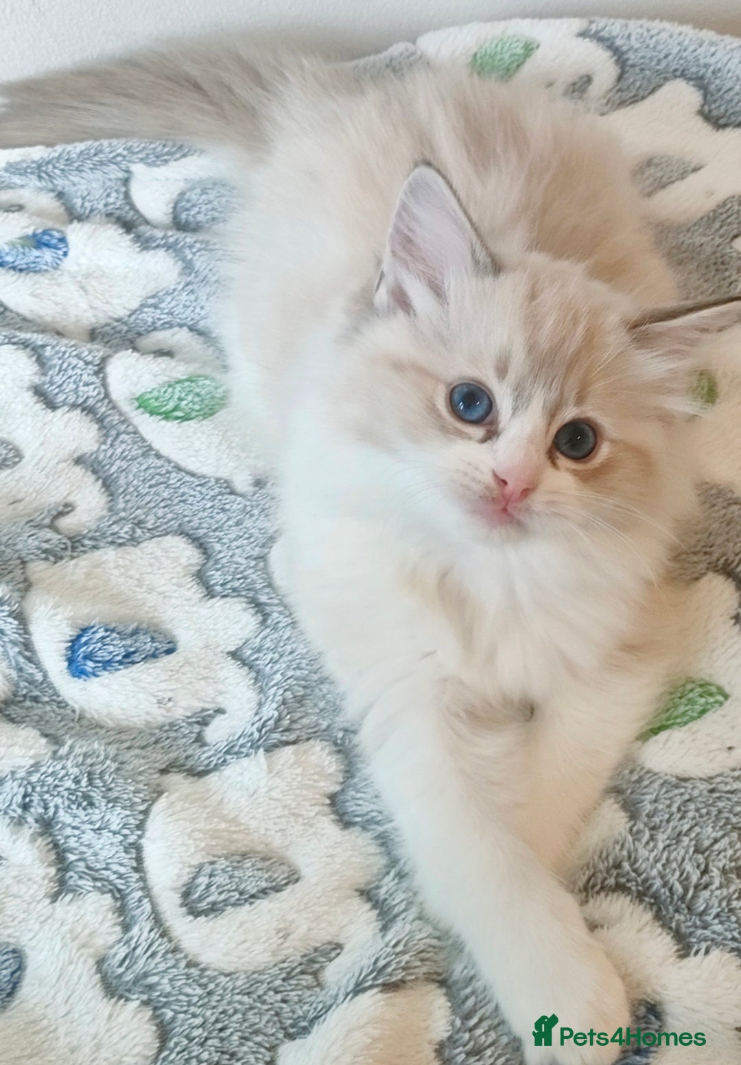 Lilac Seal Bicolor Ragdoll Seal Colorpoint Ragdoll Cats On Lilac