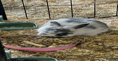 Mini Lop rabbits - Advert 7
