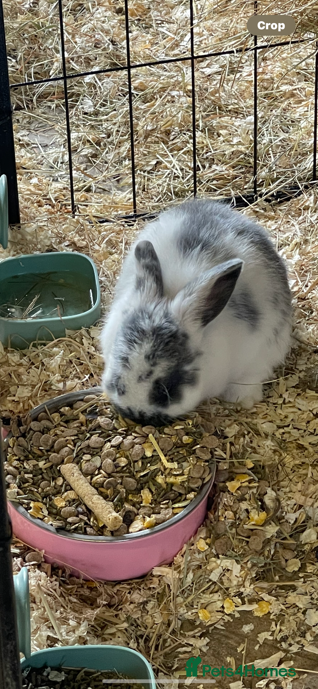 Mini Lop rabbits for sale: Mini lops - Image 2
