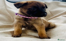 Belgian Shepherd Dog dogs for sale: Skye x Nines very last litter ever! 3B &7G  - Image 32