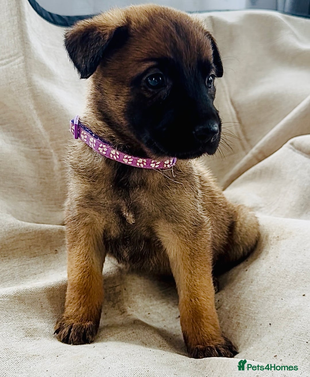 Belgian Shepherd Dog dogs for sale: Skye x Nines very last litter ever! 3B &7G  - Image 32