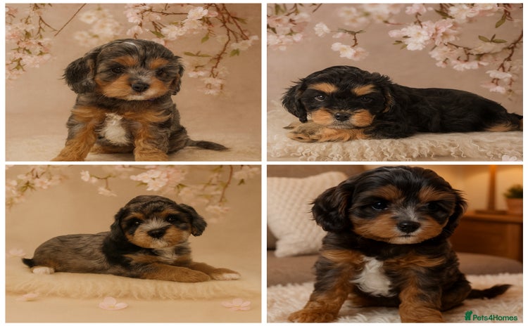 Cavapoo dogs - Advert 8