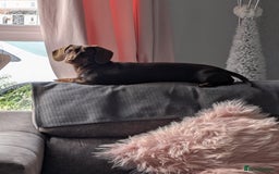 Miniature Dachshund dogs for sale: Mini dachund. - Image 2