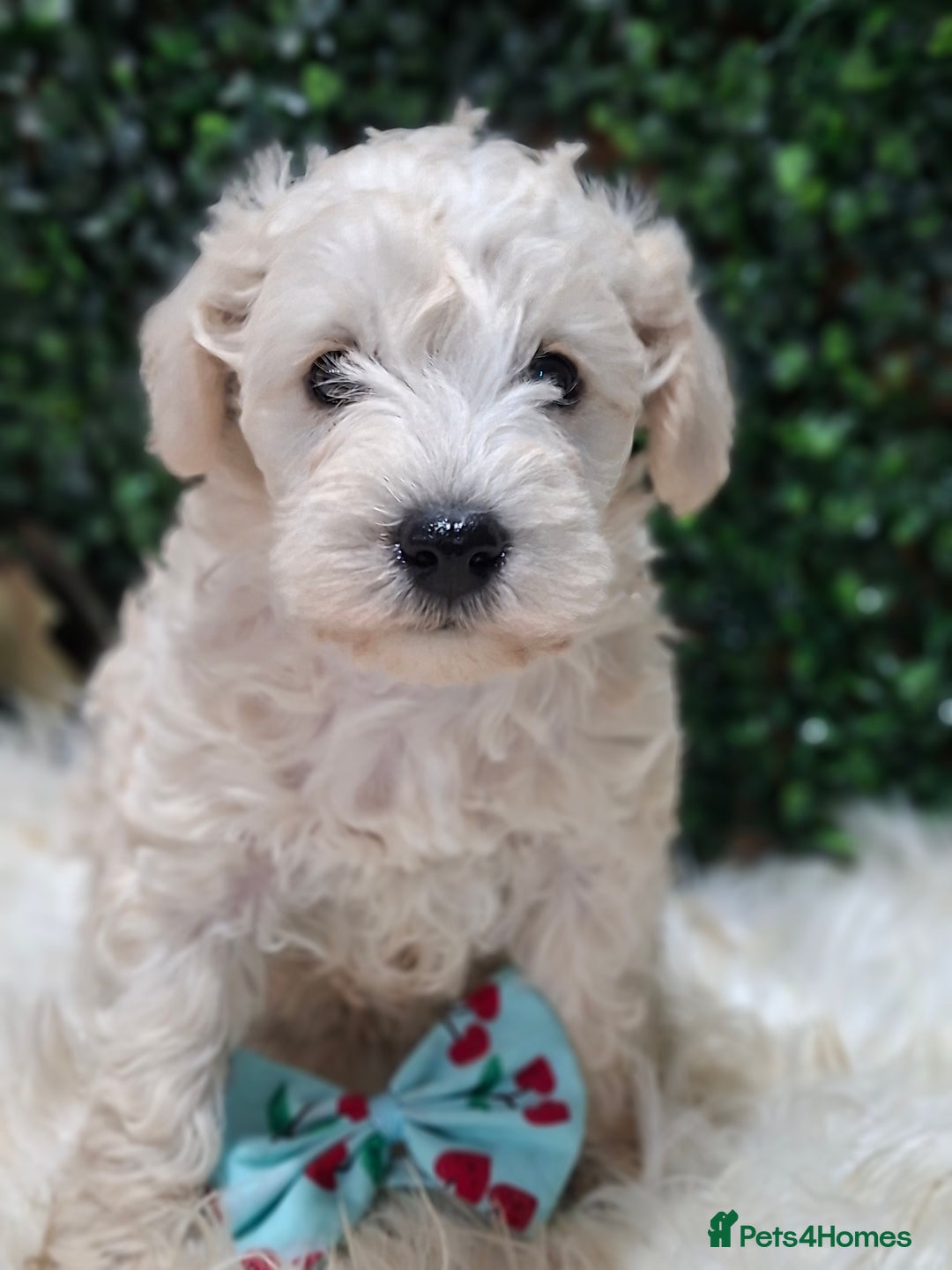 Mixed Breed dogs for sale: ✨ Exceptional Toy Schnoodle Puppies Available ✨ - Advert 9