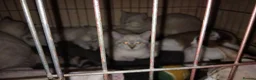 Mixed Breed cats for sale: Kittens for rehoming  in Dunfermline - Advert 13