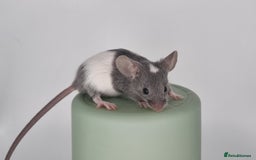 Mouse rodents for sale: Fancy Mice - Advert 2