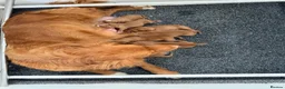 Nova Scotia Duck Tolling Retriever dogs for sale: Chunky adorable Nova Scotia puppies  - Advert 20