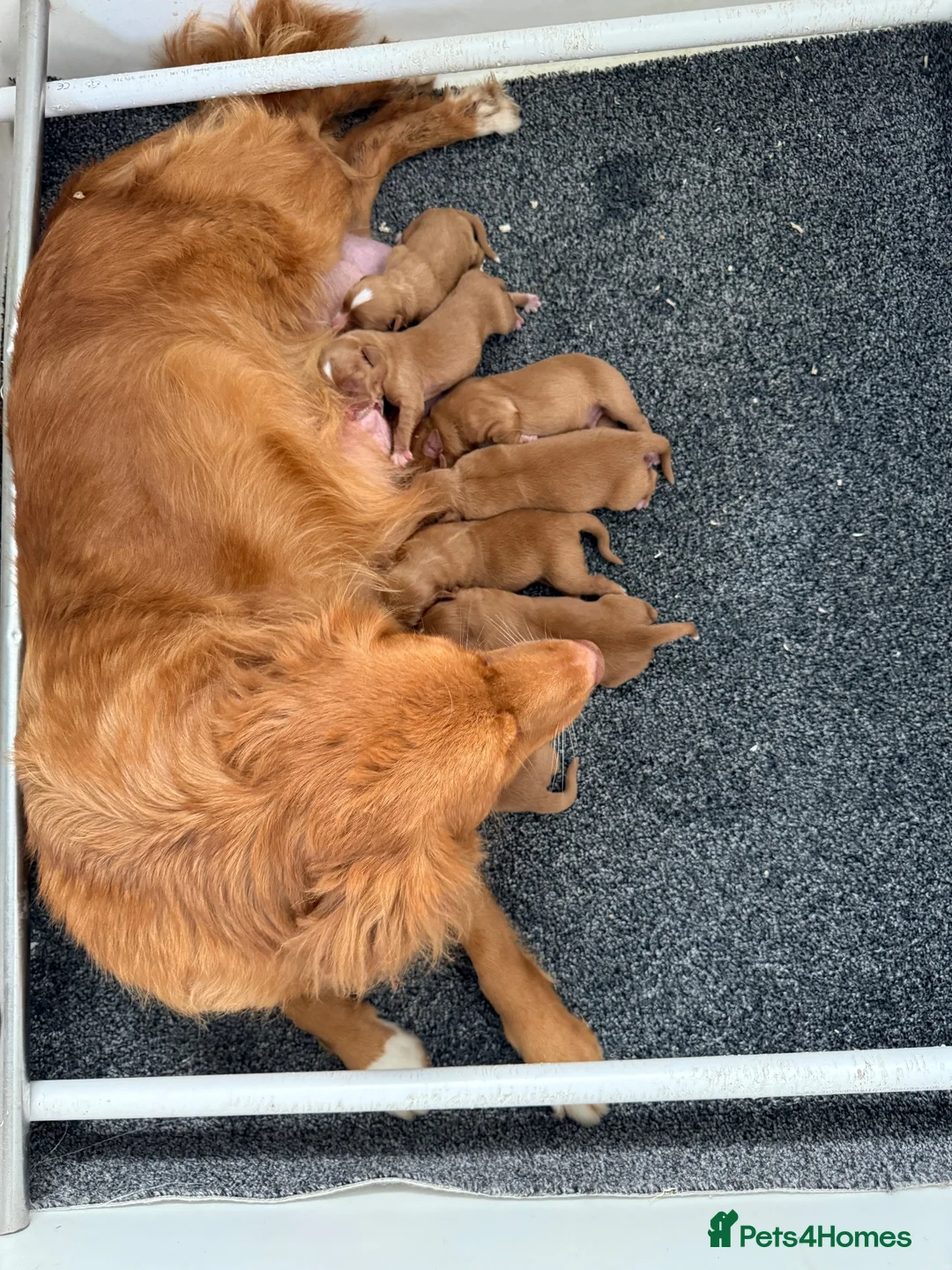 Nova Scotia Duck Tolling Retriever dogs for sale: Chunky adorable Nova Scotia puppies  - Advert 20