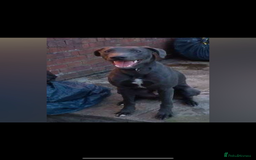 Patterdale Terrier dogs for sale: patterdales & blue lurcher for sale  - Image 4