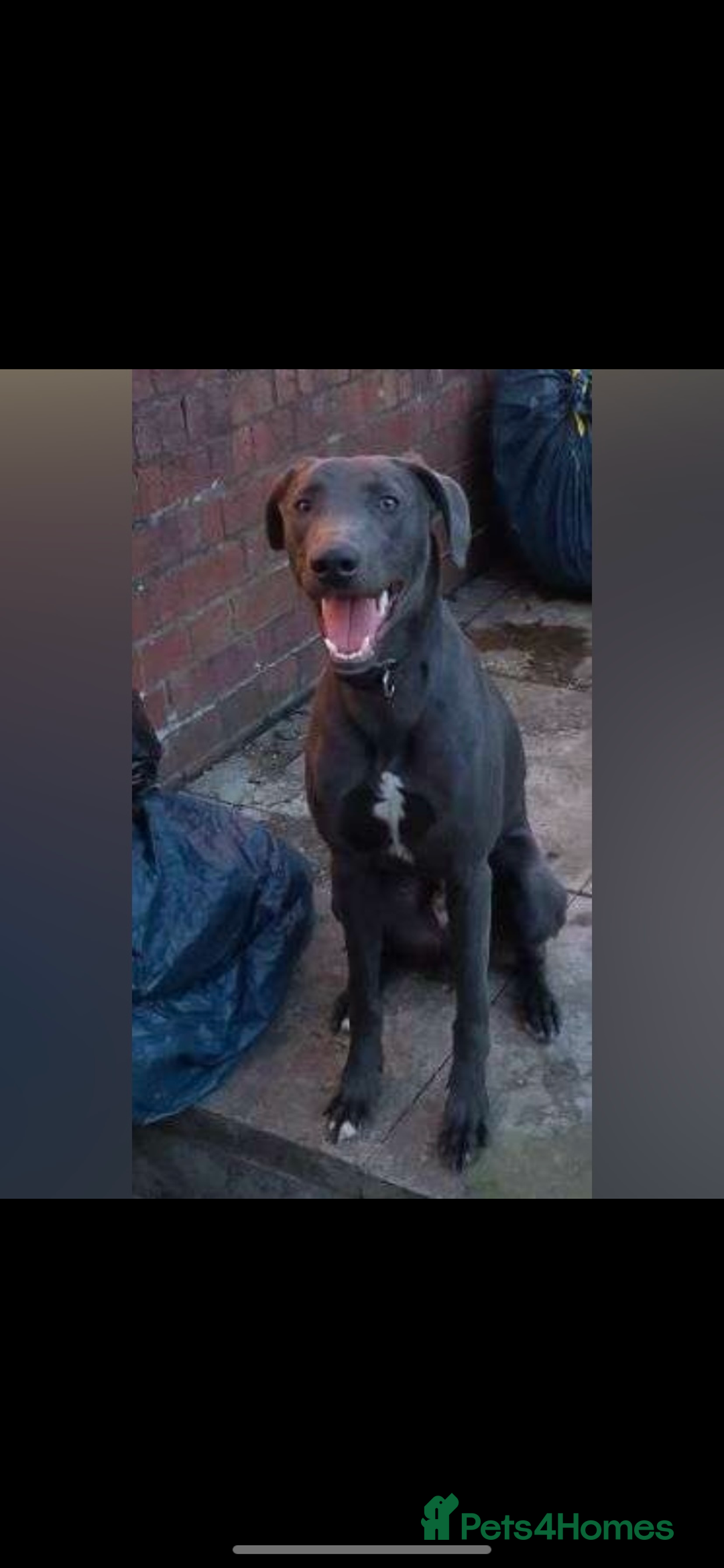 Patterdale Terrier dogs for sale: patterdales & blue lurcher for sale  - Image 4