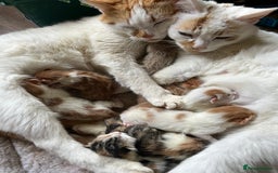 Mixed Breed cats for sale: Mixed litter  - Image 27