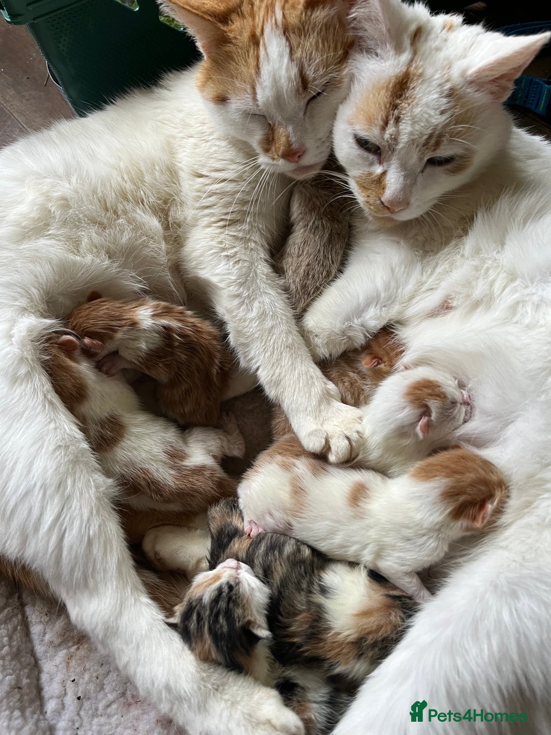 Mixed Breed cats for sale: Mixed litter  - Image 27
