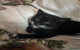 Mixed Breed cats for sale: Female kittens for sale - Image 4